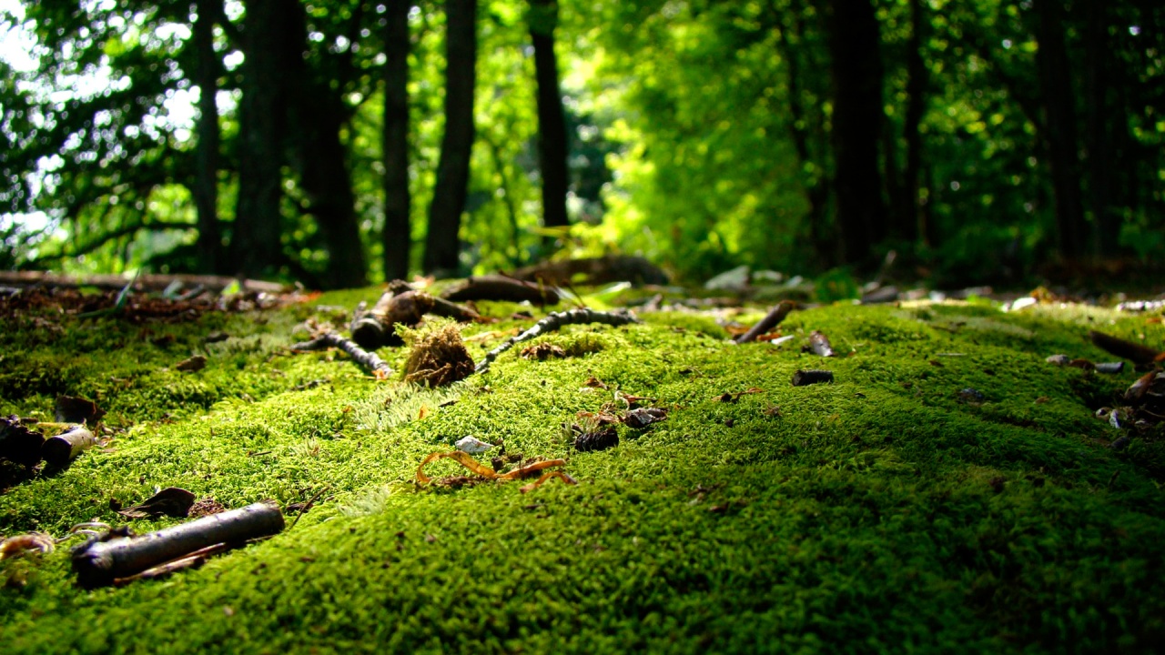 GoPlant